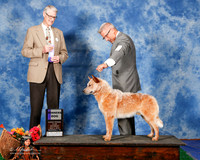 Australian Cattle Dog #7 Sat WD Marglin Mary Judge Mr Jon C Cole