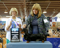 Dachshunds Longhaired #10 Sat BOW Finney Janice Judge Keke Kahn