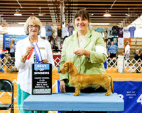 Dachshunds Wirehaired #7 Sat BOW Forrester Donna Judge Mrs Keke Kahn