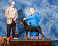 Doberman Pinscher #12 Sat WB Dunnam Charlene and Michelle Santana Judge Mr Jon C Cole