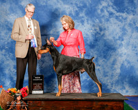 Doberman Pinscher #7 Sat NC Wallace Jim an dVicky and Breeders Judge Mr Jon C Cole