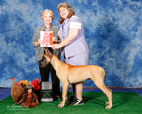 Great Dane #19 Sat 4-6 G1 Kerr Julia and Chris Judge Sharon Masnick