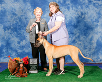 Great Dane #22 Sat 4-6 BOS Kerr Julia and Chris Judge Sharon Masnick