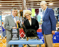 Manchester Terrier Standard #6 Sat NGC WOOD Barbara & Bob JoAnn Emrick Judge Mr C Michael Benson