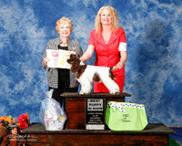 Spaniels Cocker Parti Color #8 Sat 4-6 BIS Ellis Vanita and Phillip Ellis Judge Sharon Masnick