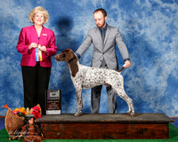 German Shorthaired Pointer #7 Sat BOB Veeder Sharon Diedre Steele Judge Mrs Vicki L Abbott