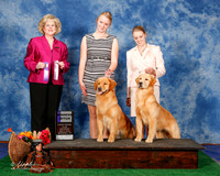 Golden Retriever #10 Sat WB Curran Shari and Kevin Judge Mrs Vicki L Abbott