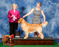 Golden Retriever #7 Sat BOW Gulledge Donna Judge Mrs Vicki L Abbott