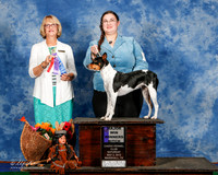 Rat Terrier #14 Sat WB Maj Cunningham Yolanda Judge Mrs Keke Kahn