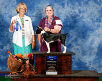Rat Terrier #7 Sat BOW Morris Anna and Donna McMahan Judge Mrs Keke Kahn