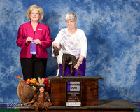 Boston Terrier#7 Sat WD Sheila Moffett Judge Mrs Vicki L Abbott