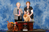 Pomeranian #14 Sat BOS Gilstrap David and Carlene and Barbara Moore Judge Sharon Masnick