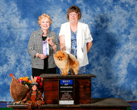 Pomeranian #9 Sat BOW Pelz Linda Michael and Shalon Parott Judge Sharon Masnick