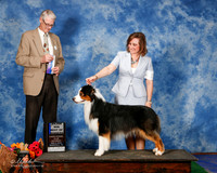 Australian Shepherd #17 Sat Maj BOW Velnosky Terry hope McQueen and Sindi Leo Judge Mr R Cole