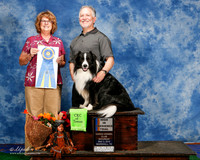 Border Collie #23 Sat HIT Cali Dennis D