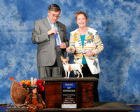 Chihuahua #8 Sat BOW Evans Linda Dantin Judge Mr C Michael Benson