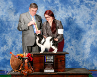 Japanese Chin #5 Sat BOB Maj Bell Aly and Gail Bertrand Judge Mr C Michael BEnson