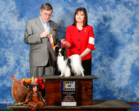 Papillon #7 Sat BOB Cox Paula Judge Mr C Michael Benson
