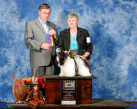 Shih Tzu #8 Sat BOB Richter Renate Judge Mr C Michael Benson
