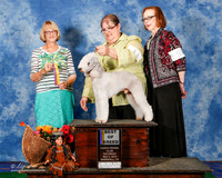 Bedlington Terrier #11 Sat BOB Heyman Lucy Agent Tracey Gustavson Judge Mrs Keke Kahn
