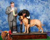 Bullmastiff #6 Sat OH G3 Bellamy David and Donna Mullins Judge Mr C Michael Benson