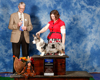 Cardigan Welsh Gorgi #20 Sat BOW Miller Ashley and Heather and Keith P Bonin Judge Jon Cole