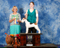 Fox Terrier Wire #8 Sat BOB Granderson Pam Judge Mrs Keke Kahn