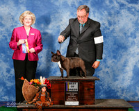 French Bulldog #8 Sat BOB Lawson Dick Agent David Williams Judge Vicki Abbott