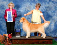Golden Retriever #29 Sat G1 Sherry Pamela and Richard and Brianna Bischoff Judge Vicki Abbott