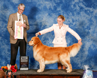 Golden Retriever #J600 Sat Best Jr Curran shari Cathy Meddaugh and Barbara Brown Judge Jon Cole