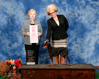 Manchester Terrier #6 Sat OH G1 Wood Barbara and Bob and JoAnn Emrick Judge Judge sharon Masnick