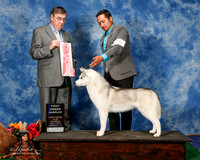 Siberian Huskie #20 Sat OH G1 Elvin Izaguirre Carlos Canto Judge Mr C Michael Benson