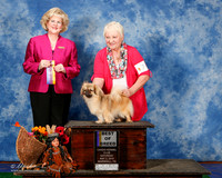 Tibetan Spaniel #7 Sat BOB Arnold M Hope and Dewey Ford Judge Vicki Abbott