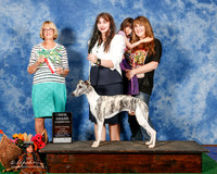 Whippet #7 Sat BOS NGC Granville Nickie Rachel Granville and Angella Martin Judge Mrs Kake Kahn