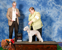 Bedlington Terrier #11 Sat G4 Heyman Lucy Judge Jon Cole