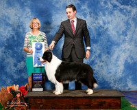 Border Collies #7 Sat G1 Mosing Jennifer and Feng Jin Judge Mrs Keke Kehn