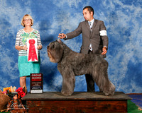 Bouviers Des Flandres #5 Sat G2 Hood Michael and Theresa and Debbie Potter Judge Mrs Keke Kehn
