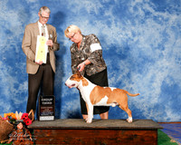 Bull terrier Colored #7 Sat G3 Smith Zane and Glenna Wright Agent Jill Bell Judge Jon Cole