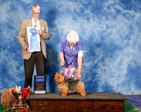 Norwich Terrier #7 Sat G1 Alejandro Garza a Gomez Manuel Edgar Lopez Judge Jon Cole