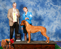Rhondesian Ridgeback #6 Sat G3 Bray Deborah and Kerry Williams Judge Jon Cole