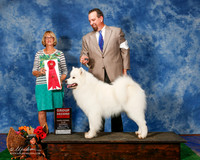 Samoyed #5 Sat G2 Oneill Claire and John Judge Mrs Keke Kahn
