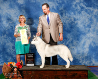 Siberian Huskie #26 Sat G3 Wall Karla and Stephen Judge Keke Kahn