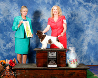 Spaniel Cocker Parti Color Best Puppy in Match Vanita Ellis Sat Ring