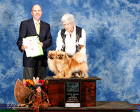 Tibetan Spaniel #5 #6 Sat Best Brace Thomas Jody and Paula Ford