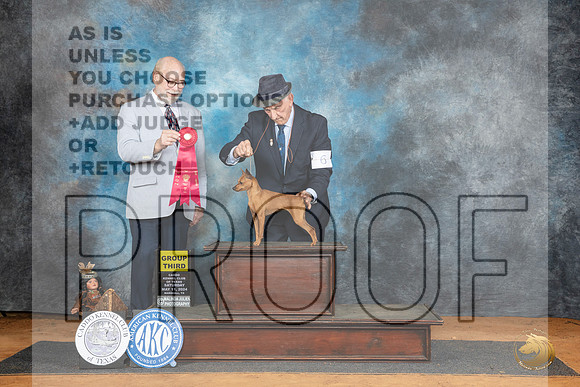 Miniature Pinscher #6 Sat G3 Judge Tim Robbins__JP_8221_MARSHALL_2024_HR3