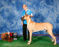 Great Dane #7 Sun BOB Borras Lauri Kathleen Judge Mrs Keke Kahn