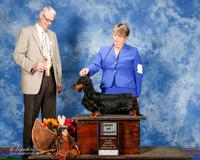 Dachshund #8 Sun BOV Hudson Susan G S Judge Mr Jon Cole