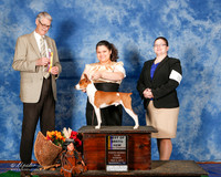 Rat Terrier #5 Sun BOB NGC Seegmiller Kim and Amy Chesnut Judge Jon Cole