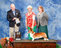 Cardigan Welsh Corgi #7 Sun BOB Blume Barbara B and Joan P Adams Judge Dr Steve Keating
