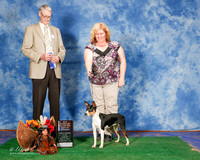 Rat Terrier #10 Sun NC Maj BOW Seegmiller Kimmy Judge Jon Cole